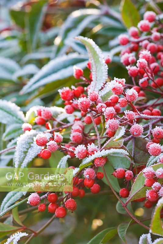 Nandina domestica 'Richmond'