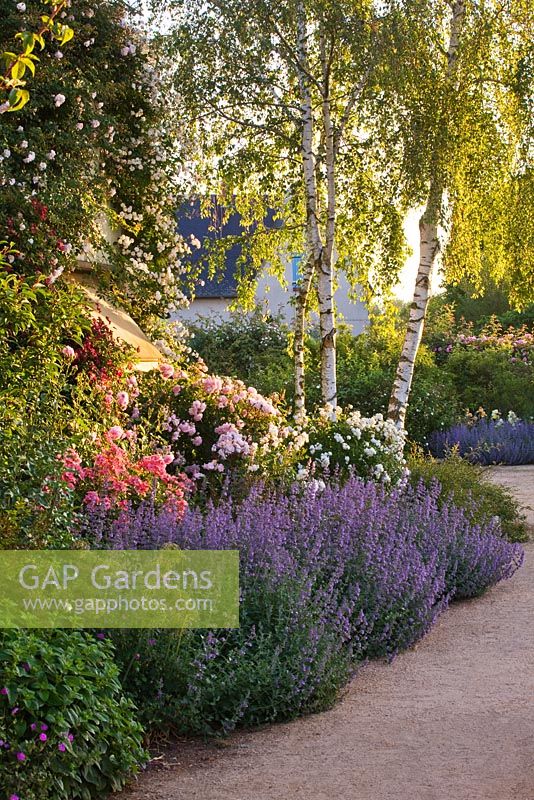 Border by office with Nepeta, Rosa 'Torche Rose', Rosa 'Felicia', birch trees and Rosa 'Katharina Zeimet'