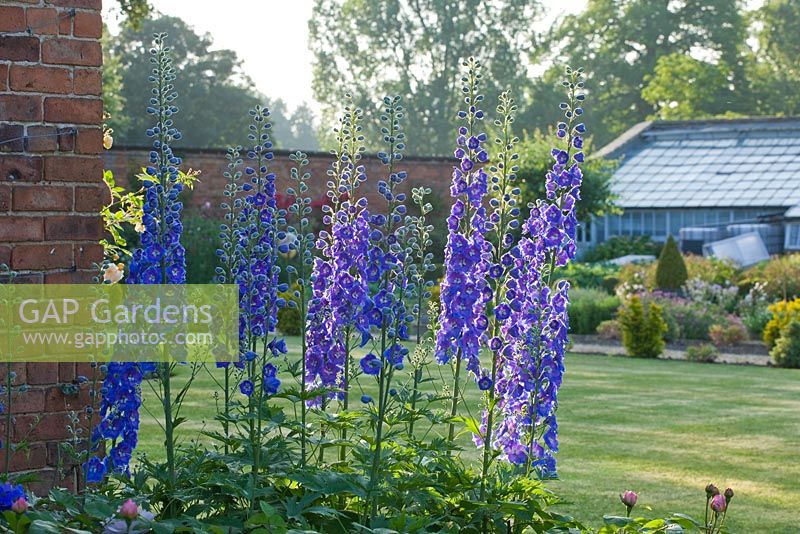 Delphiniums in walled country garden 