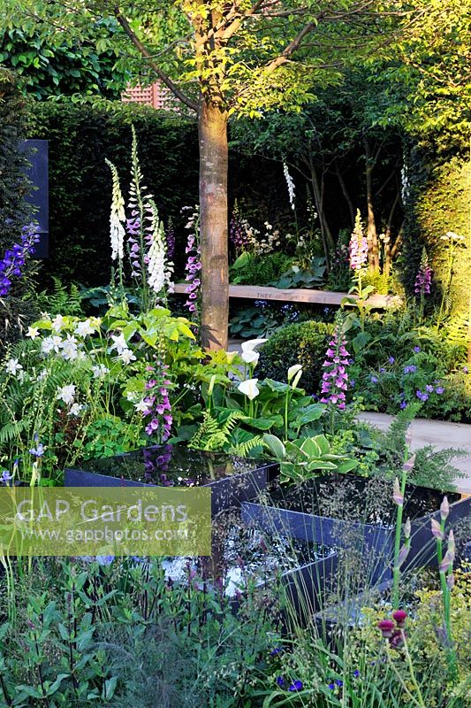Water filled containers in shady garden. Hosta, digitalis, Zantedeschia and ferns - bench in background 