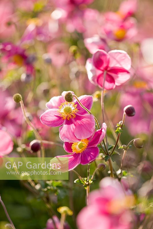 Anemone hupehensis 'Praecox'
