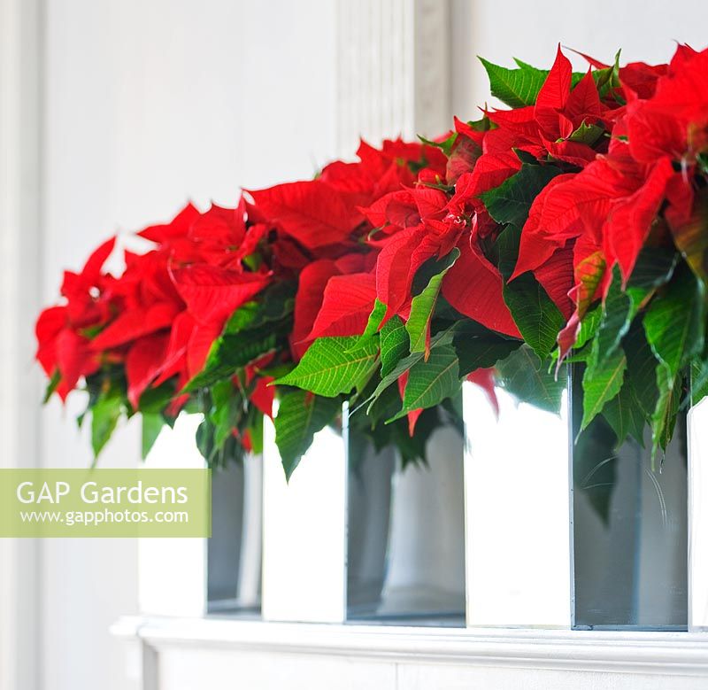 Mirrored containers with Poinsettia 'Christmas feelings red' on mantelpiece  - White and red themed Christmas 