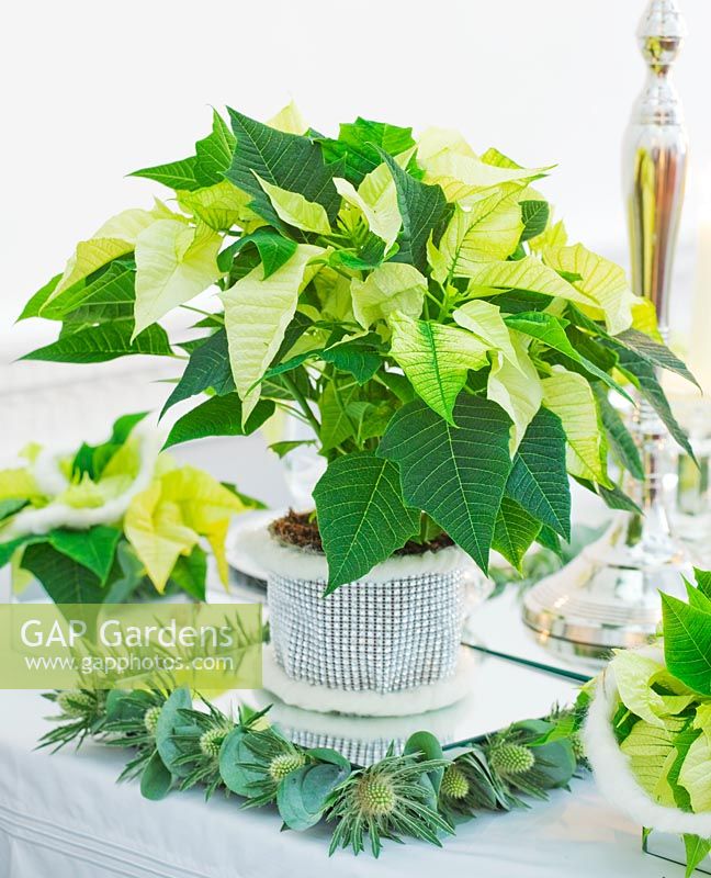 Christmas table setting in white and lime green  with candles and Poinsettia 'Christmas Feelings White' in container