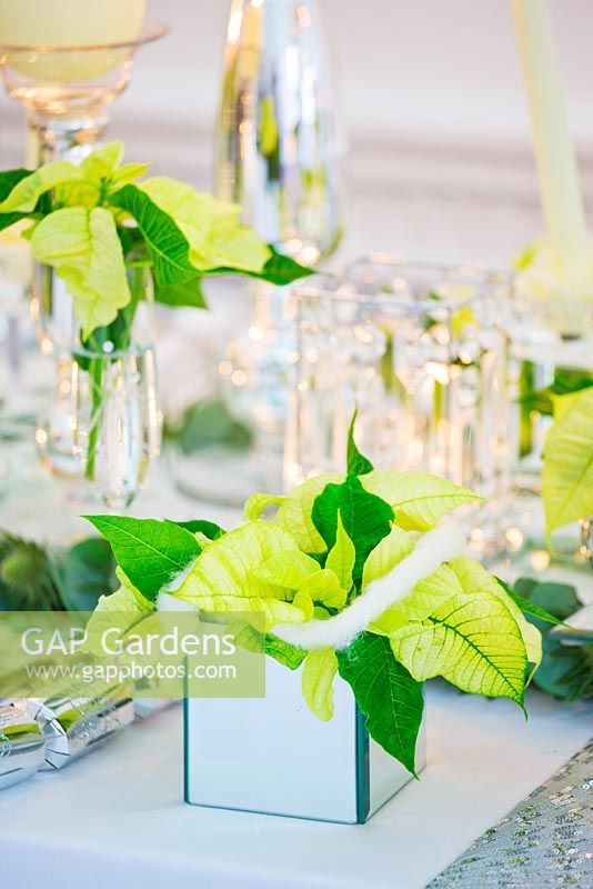 Christmas table setting in white and lime green  with candles and Poinsettia 'Christmas Feelings White' in mirrored container
