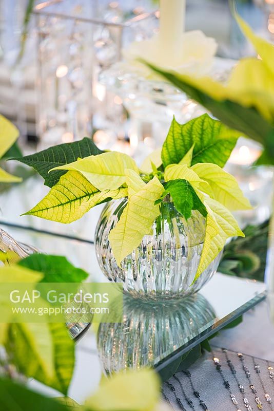 Christmas table setting in white and lime green  with candles and Poinsettia 'Christmas Feelings White' in glass container