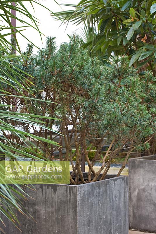 Roof garden, Saint Dominique, Paris
