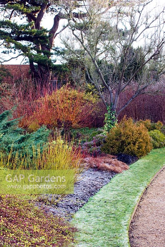 Winter border with Cornus sericea 'Flaviramea', Cornus siberica, Carex montana, Thuja occidentalis 'Rheingold', Salix alba 'Britzensis'. Cambridge Botanic Garden, Cambridgeshire
