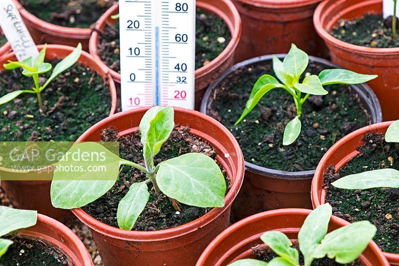 Aubergine (eggplant) - young plants in propagator with thermometer
