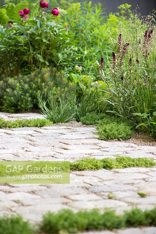 Path planted with rows of Thymus serpyllum 'Album' and border of Chamaemelum nobile 'Treneague' and Lysimachia atropurpurea 'Beaujolais'. No Man's Land: ABF The Soldiers' Charity Garden. Gold medal, RHS Chelsea Flower Show 2014. 