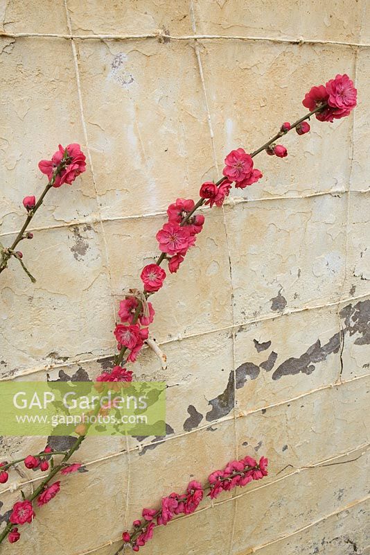 Prunus persica trained against wall at Forde Abbey, Somerset
