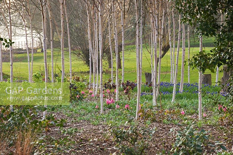 The winter garden with path, Betula Utilis 'Jacquemontii 'Doorenbos', Hyacinth 'Pink Pearl' and Muscari Armeniacum  
