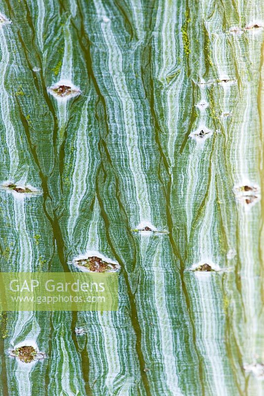 Acer Capilles - close up of bark 