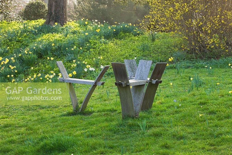 Wooden seats and daffodils 