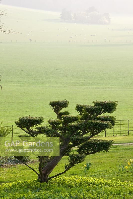 Clipped tree in parkland at Ragley Hall 