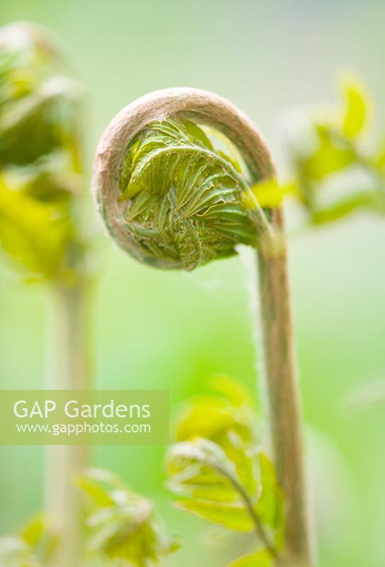 Osmunda Regalis AGM - Emerging green bud of the flowering fern 