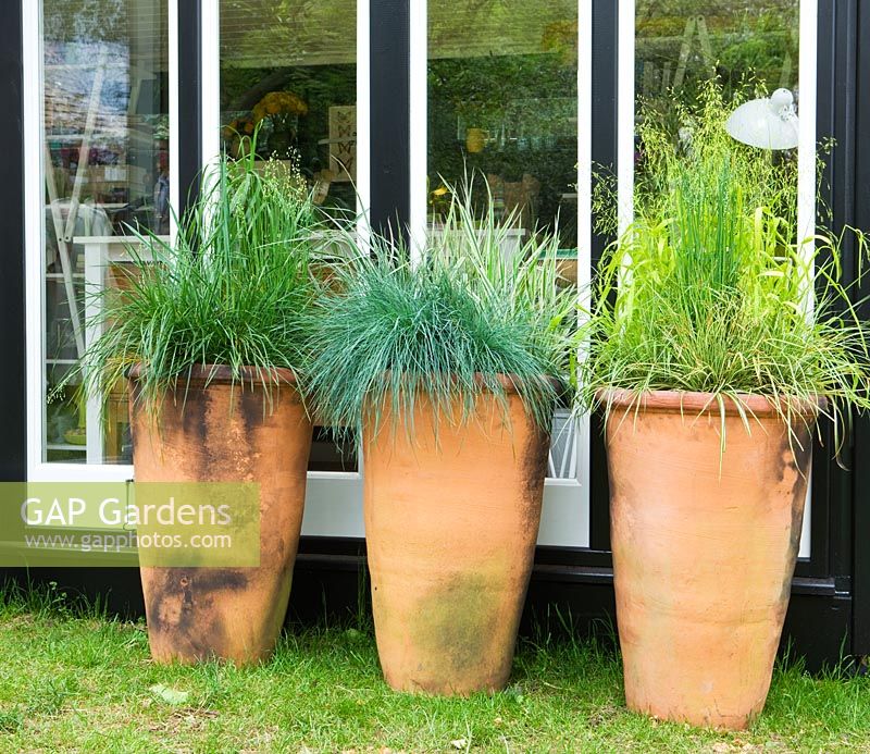 Containers planted with grasses - Festuca Glauca, Millium Effusum Aureum 