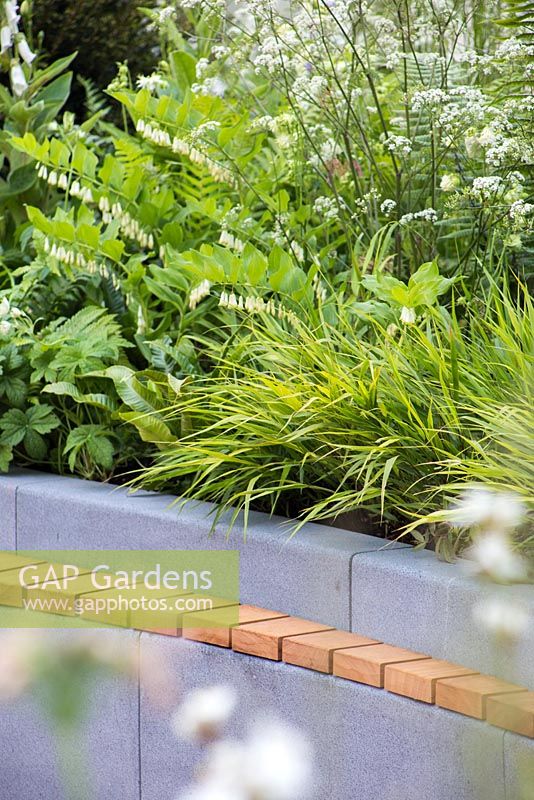 Border planting of Hakonechloa macra, Asplenium scolopendrium, Polygonatum x hybridum and Anthriscus sylvestris beside seating area. Positively Stoke-on-Trent. 