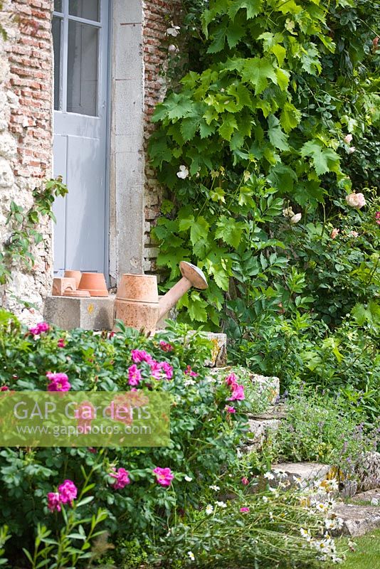 A vintage watering can on the 15th century farmhouse steps with Rosa 'Roseraie de l'Hay'. Les Jardins de Roquelin, Loire Valley, France