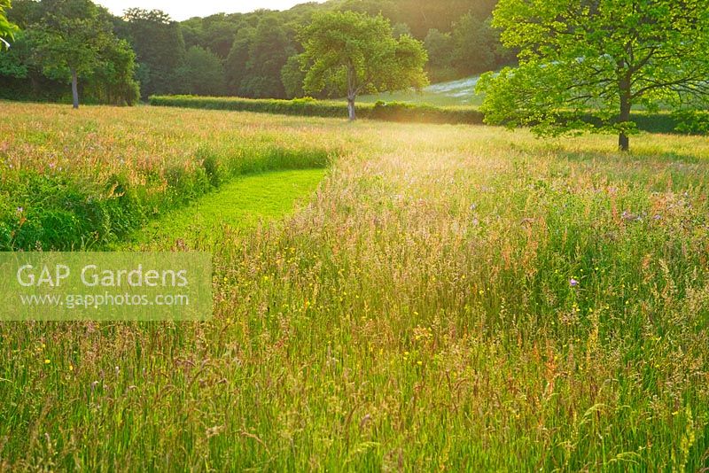 The meadow with mown path. Gipsy House, Buckinghamshire