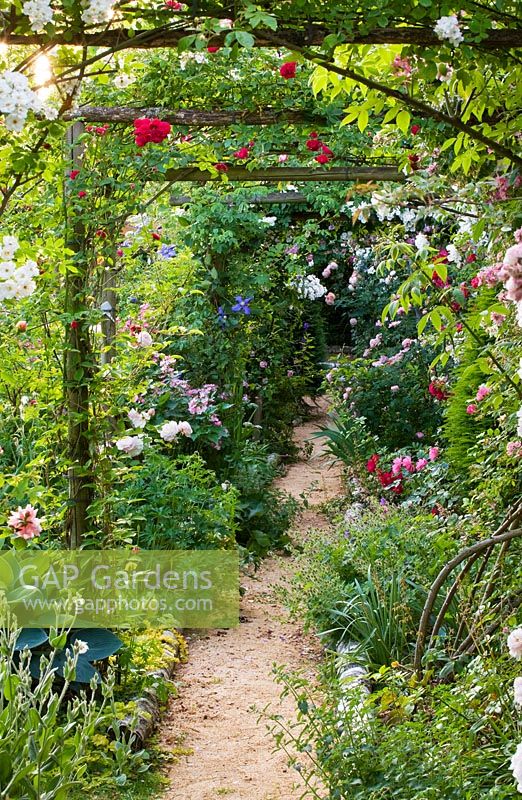 Rose covered pergola and path - roses - 'Chevy Chase', 'Mozart', 'Gruss an Aachen' and 'Offranville'