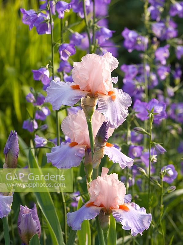 Iris 'French Cancan' and Campanula persicifolia. Andre Eve Garden, France