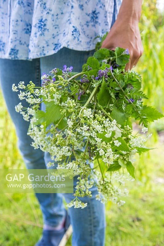 Woman holding bouquet of Anthriscus sylvestris and Nepeta
