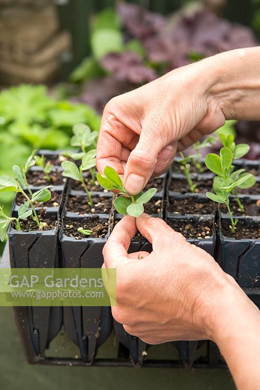 Pinching out tips of Sweet Pea 'Sugar Almonds'. 