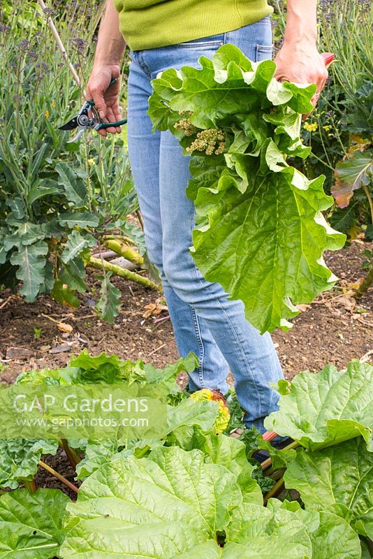 Woman carrying flower heads of Rheum rhabarbarum