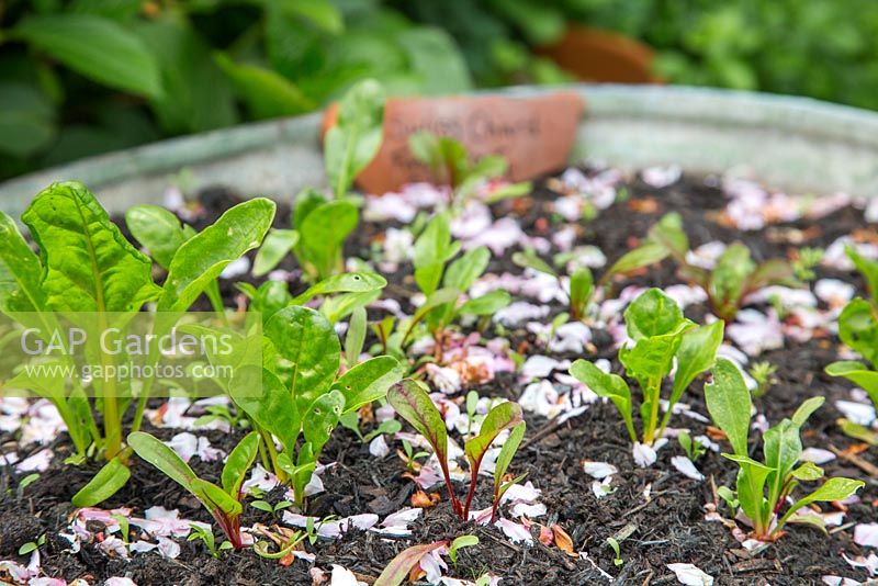 Growth development of Swiss Chard 'Five Colour Silverbeet'