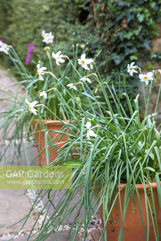 Narcissus recurvus in bloom. 