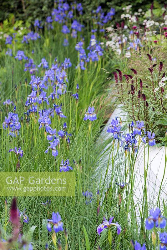 Lowland planting of Iris sibirica 'Gerald Darby', Juncus inflexus and Lysimachia atropurpurea 'Beaujolais' RBC Waterscape