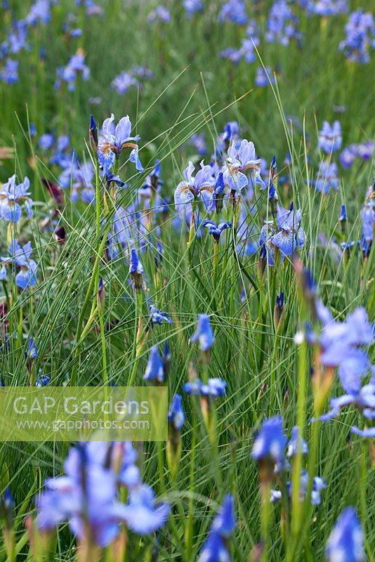 Iris sibirica 'Perry's Blue' and Juncus inflexus. RHS Chelsea Flower Show 2014, RBC Waterscape Garden, Gold medal winner