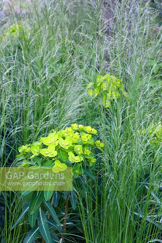 Planting of Euphorbia wallichii and Deschampsia cespitosa. RHS Chelsea Flower Show 2014, RBC Waterscape Garden, Gold medal winner