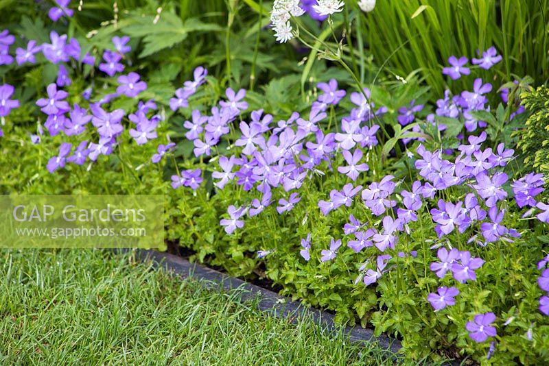 Edge planting of Viola cornuta. RHS Chelsea Flower Show 2014 - The Brewin Dolphin Garden, awarded silver gilt