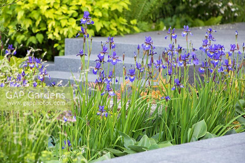 Iris sibirica 'Shirley Pope' and Hosta 'Royal Standard' inbetween granite walkway. The Brewin Dolphin Garden at the RHS Chelsea Flower Show 2014. 
