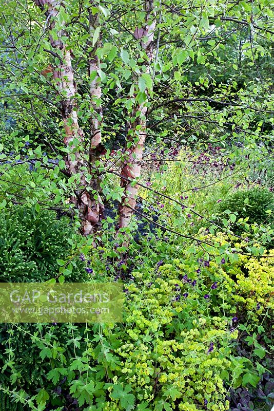 Combination of Betula nigra and Euphorbia amygdaloides 'Purpurea'. RHS Chelsea Flower Show 2014 - The Brewin Dolphin Garden, awarded silver gilt