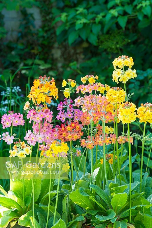 Primula Candelabra Hybrids