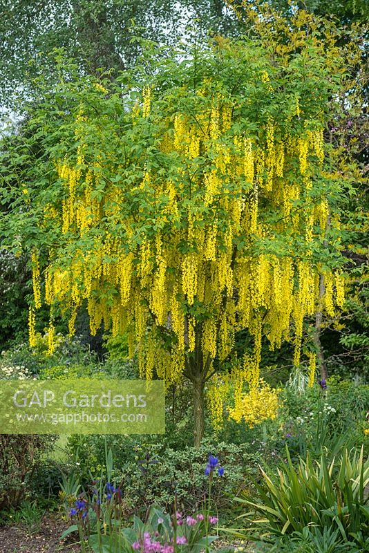 Laburnum watereri 'Vossii'