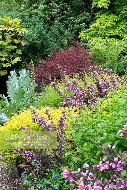 Shrub barder with Weigela florida 'Folis Purpureis', Spiraea japonica 'Goldflame', Berberis thunbergii 'Red Chief', Fatsia japonica and Onopordum acanthium.