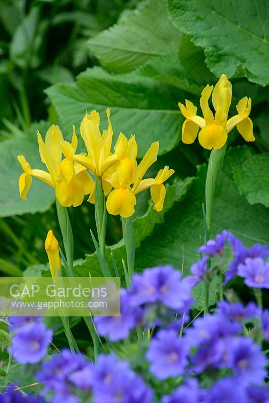 Iris x hollandica. Yellow dutch irises with geranium