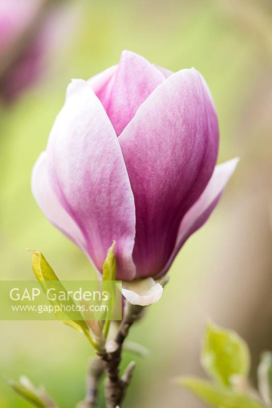 Magnolia x soulangeana rustica rubra