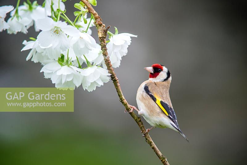Goldfinch, Carduelis carduelis on Cherry blossom