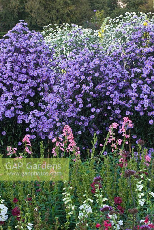 Penstemons and asters in the trial beds. Waterperry Gardens, Oxfordshire