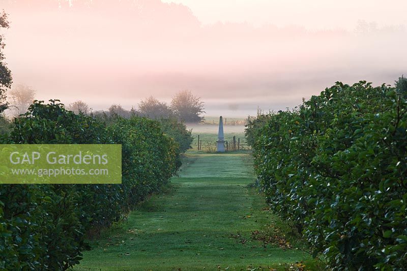 View along avenue of fruit trees to obelisk and fields beyond at dawn. Waterperry Gardens, Oxfordshire