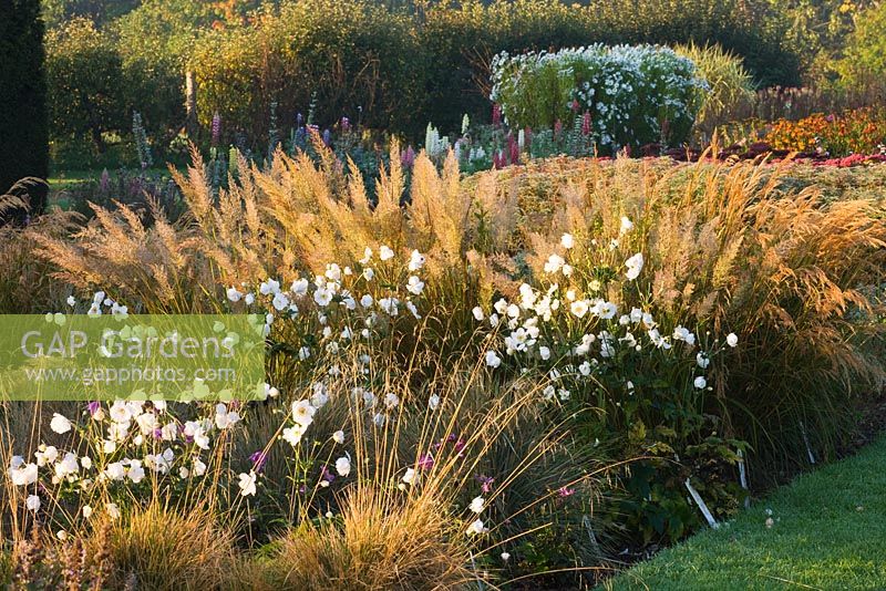 Trial beds at dawn with Anemone x hybrida 'Andrea Atkinson' and Calamagrostis brachytricha. Waterperry Gardens, Oxfordshire