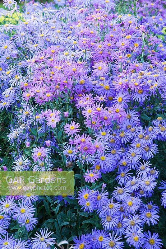 Asters in the trial beds - evening light. Waterperry Gardens, Oxfordshire