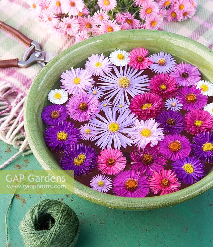Flower heads of autumn flowering asters floating in water in metal container on green table 