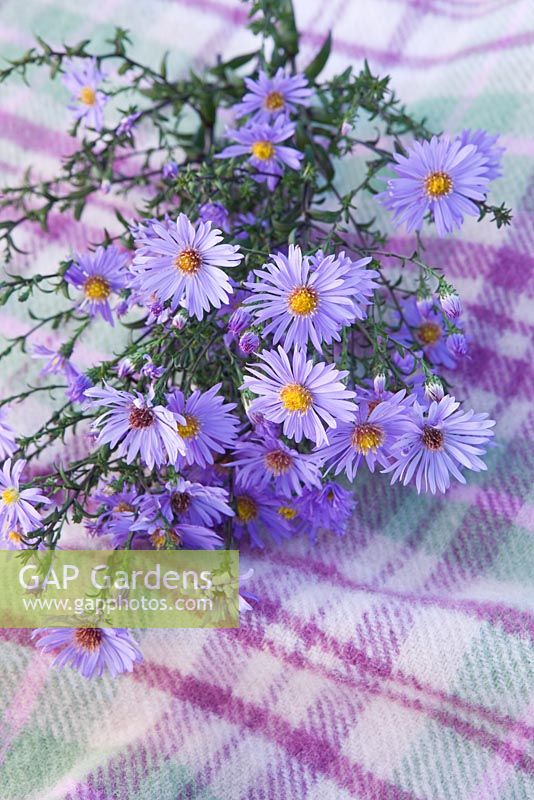 Aster Laevis 'Calliope' 