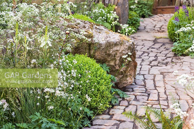 Border planting beside stone path consisting of Buxus sempervirens, Anthriscus sylvestris, Camassia leichtlinii 'Alba' and  Lychnis flos-cuculi 'Alba'. Vital Earth The Night Sky Garden. 
