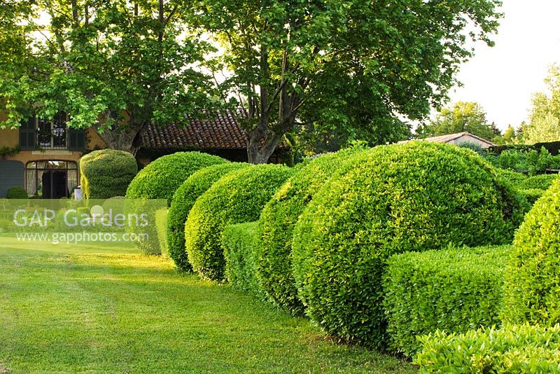 Clipped hedges in front of the house. Les Confines, Provence, France